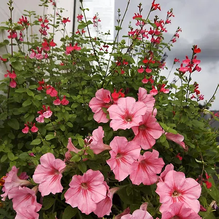 Troense 3* Vindeby (Svendborg)